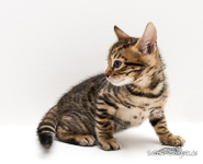  Bengalen Katzen